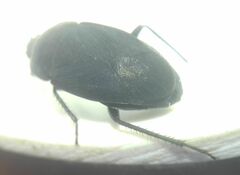 Aellopus atratus