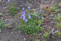 Campanula rotundifolia