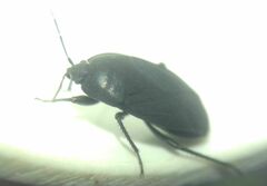 Aellopus atratus