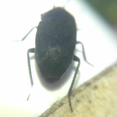 Aellopus atratus