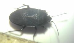 Aellopus atratus