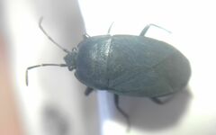 Aellopus atratus