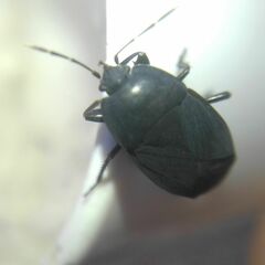 Aellopus atratus