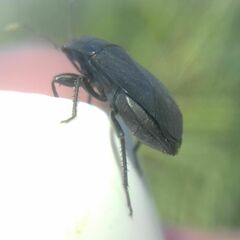 Aellopus atratus