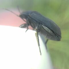 Aellopus atratus