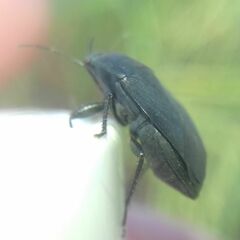 Aellopus atratus