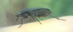 Aellopus atratus