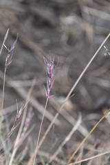Festuca viviparoidea