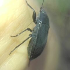 Aellopus atratus