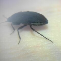 Aellopus atratus