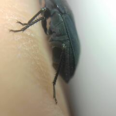 Aellopus atratus