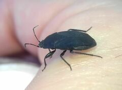Aellopus atratus