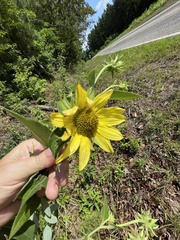 Helianthus resinosus