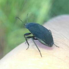 Aellopus atratus