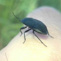Aellopus atratus
