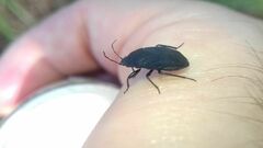 Aellopus atratus