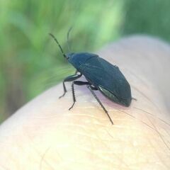 Aellopus atratus