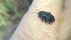 Aellopus atratus