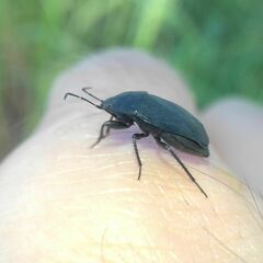 Aellopus atratus