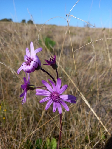 Image of Senecio speciosus by (c) Christiaan Viljoen, some rights reserved (CC BY)