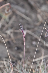 Festuca viviparoidea