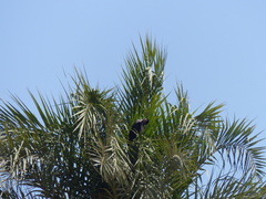Corvus cornix