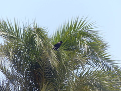 Corvus cornix