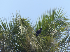 Corvus cornix