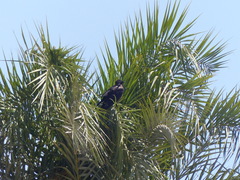Corvus cornix