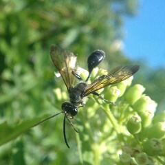 Isodontia