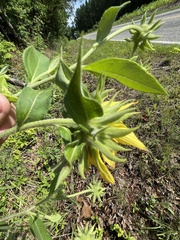 Helianthus resinosus