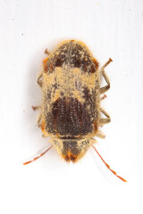 Trichodesma gibbosa