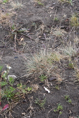 Festuca viviparoidea