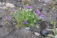 Oxytropis arctica taimyrensis