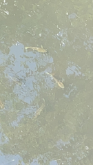 Cyprinus rubrofuscus