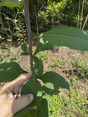 Helianthus resinosus