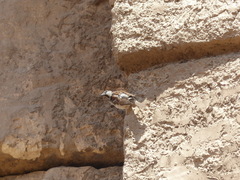 Passer domesticus