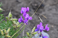 Oxytropis arctica taimyrensis