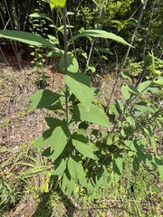 Helianthus resinosus