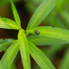 Disonycha pensylvanica