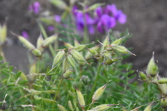 Oxytropis arctica taimyrensis
