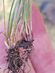 Eleocharis uniglumis