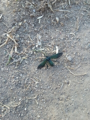 Macrocneme leucostigma