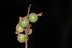 Alpinia hainanensis
