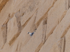 Columba livia domestica
