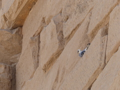 Columba livia domestica