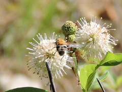 Heterostylum robustum