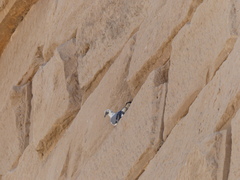 Columba livia domestica