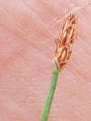 Eleocharis uniglumis