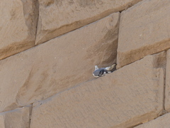 Columba livia domestica